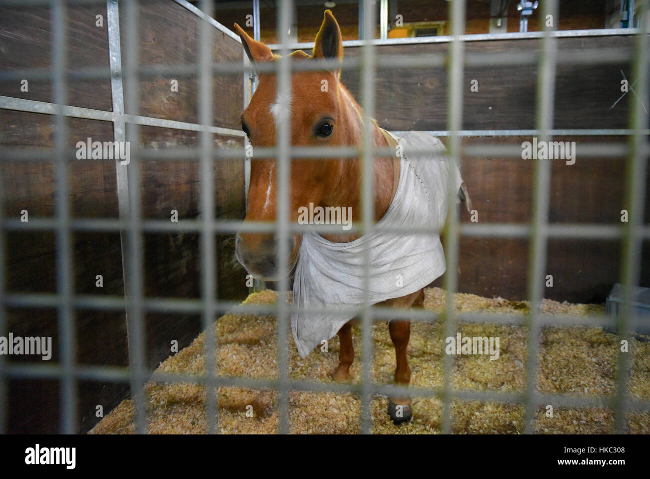 Pferd, bedeckt mit einer Decke in einem Stall Stockfoto