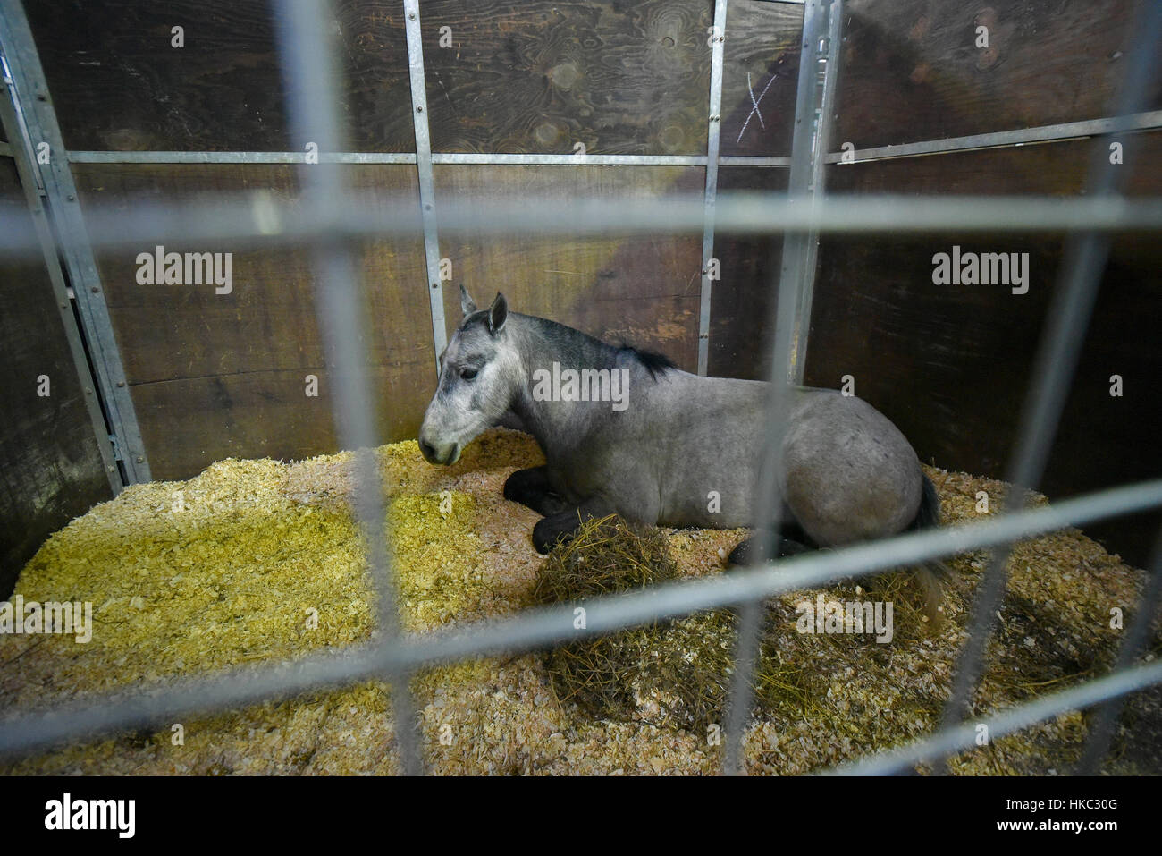Graue Pony liegend in einem Stall Stockfoto