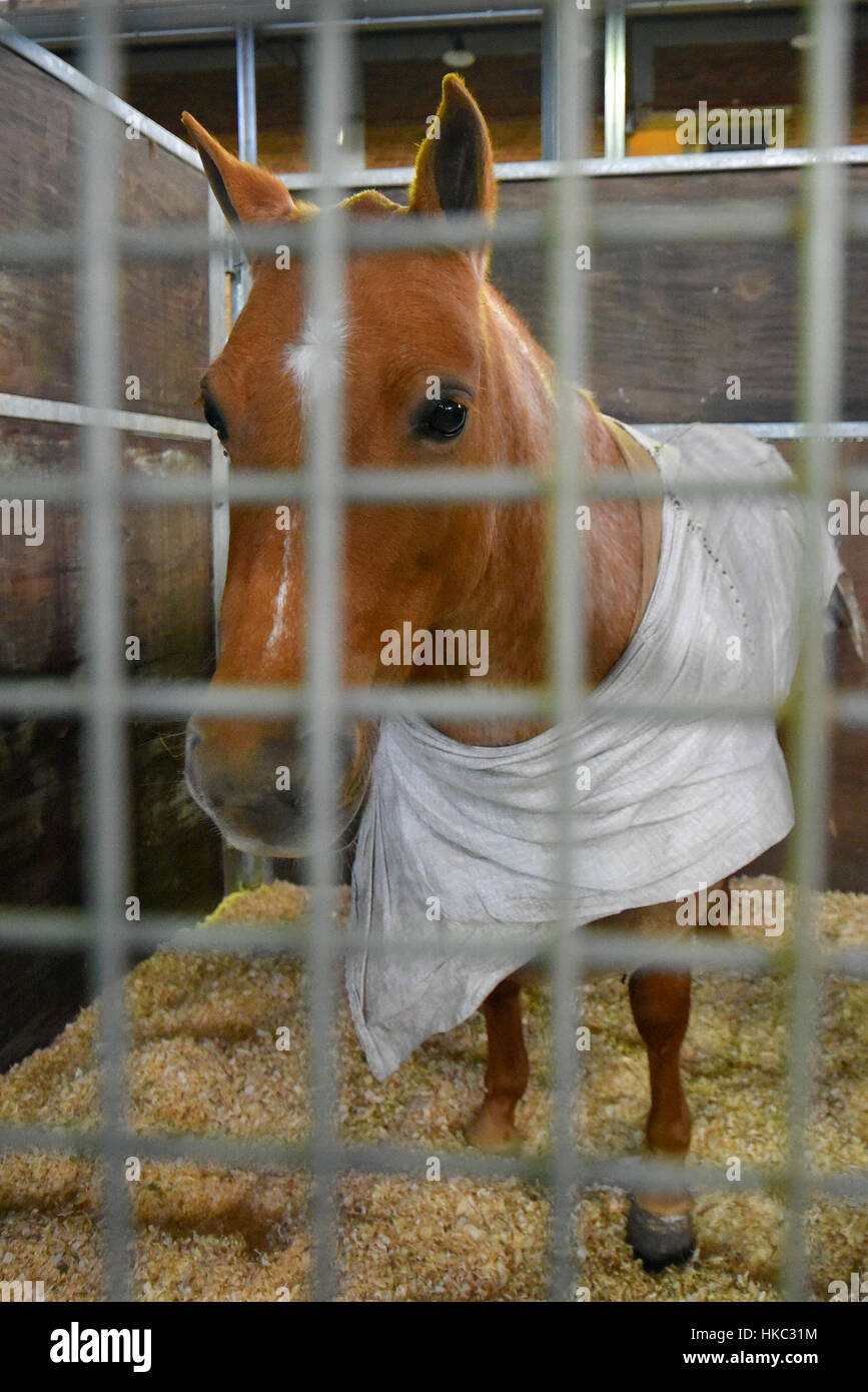 Pferd, bedeckt mit einer Decke in einem Stall Stockfoto