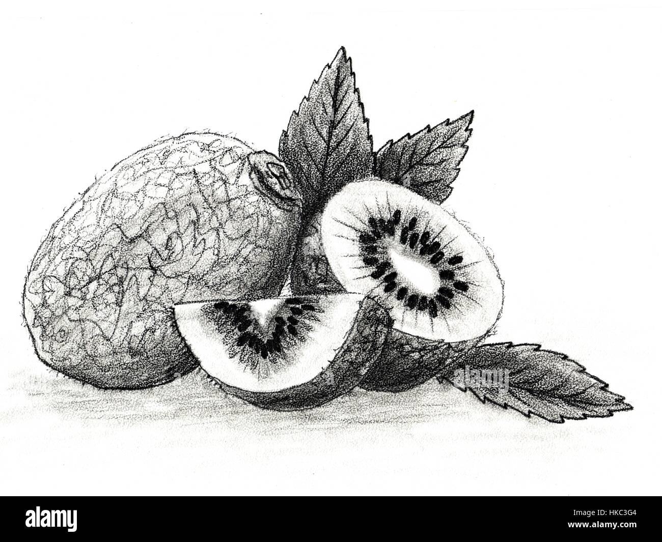 Früchte - Kiwi. Hand gezeichnete Skizze bleistift Früchte. Die ganze  Frucht. Schneiden Sie das Obst. Verlässt. Für Packaging Design,  Illustrationen für Bücher, Flyer, Banner Stockfotografie - Alamy