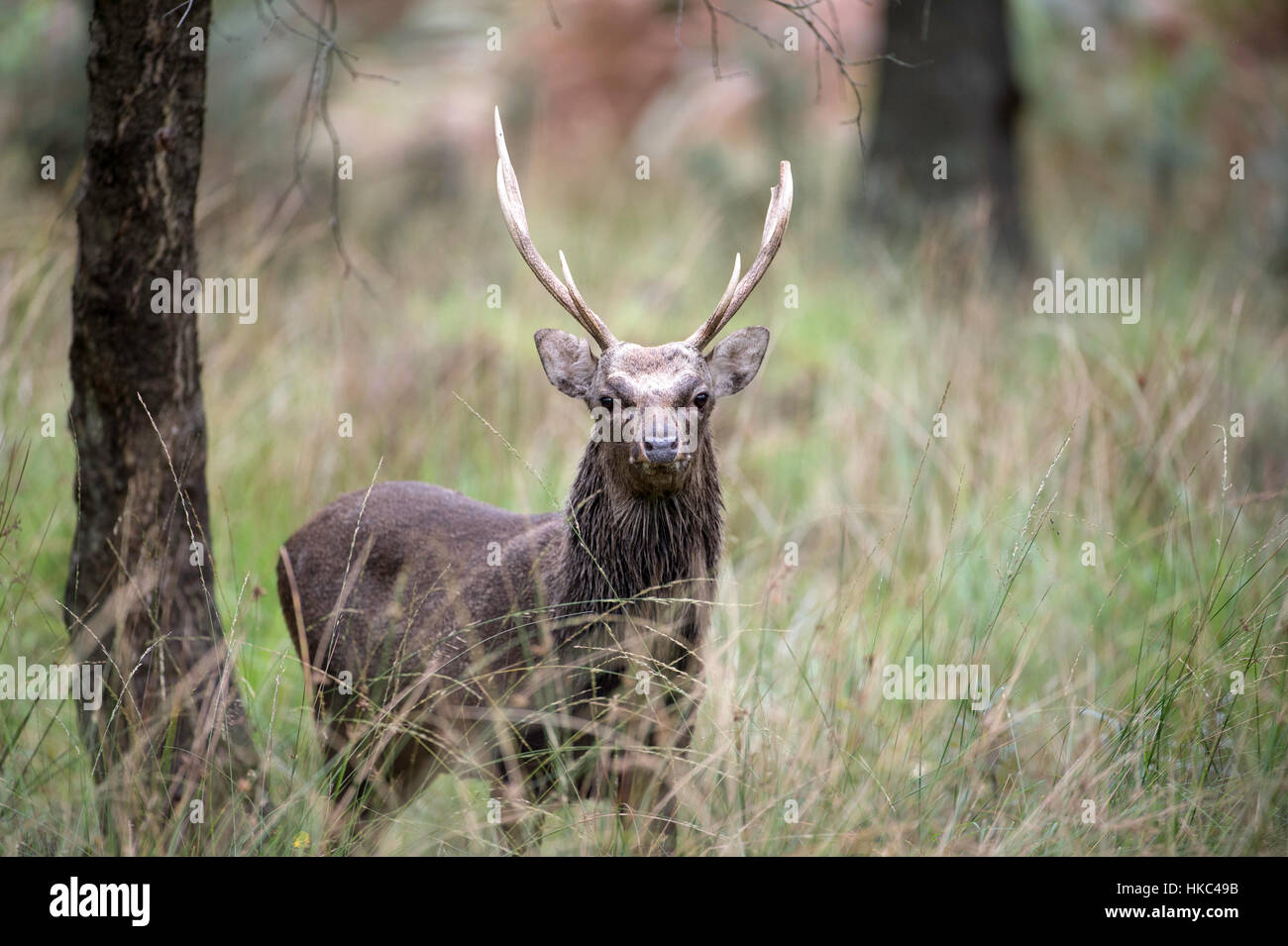 Sika Hirsch Hirsch an Arne reservieren Stockfoto