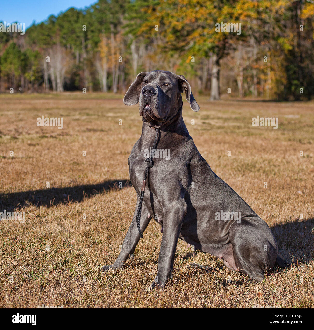 Grau-Dogge Weibchen sitzen auf dem Rasen in ein Herbst-Feld Stockfoto