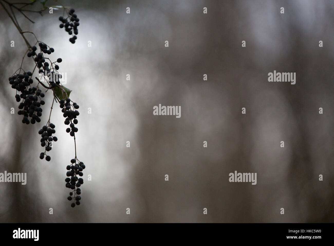 Die Silhouette der Beeren hängen an einem trüben Tag. Stockfoto