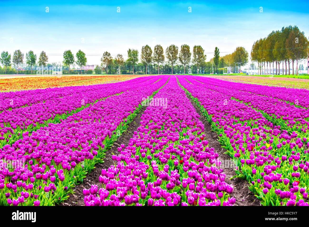 Bunte Blüte Blumen Anbau Tulpenfeld im Frühjahr. Keukenhof, Holland oder Deutschland, Europa. Stockfoto