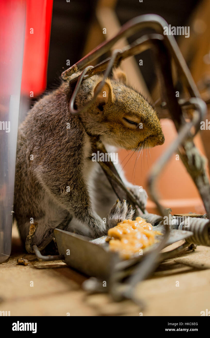 Winterschlaf eichhörnchen Stockfotos und bilder Kaufen Alamy