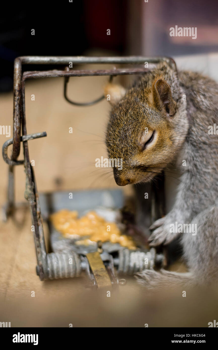 Winterschlaf eichhörnchen Fotos und Bildmaterial in hoher Auflösung Alamy