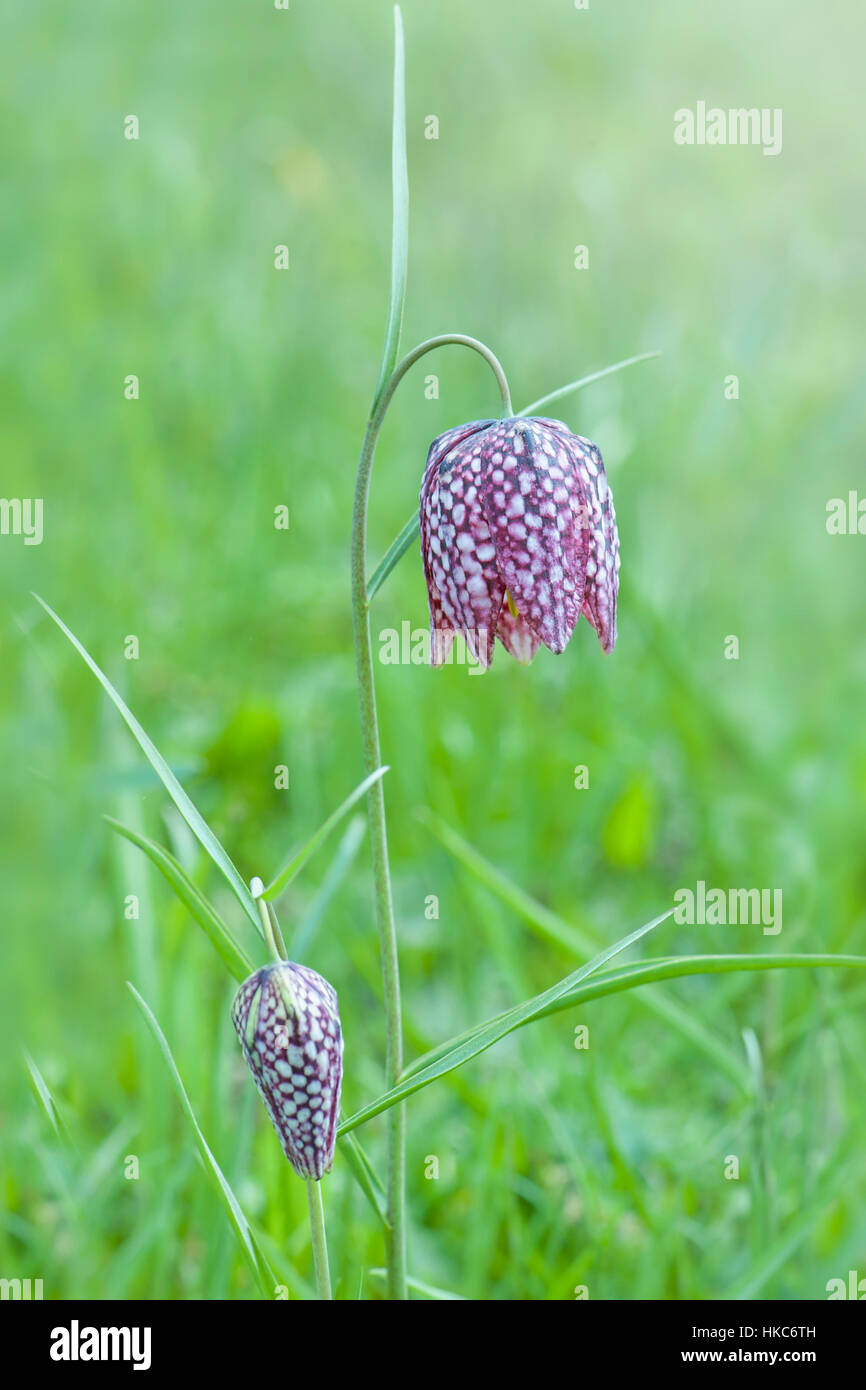 Close-up Portraitbild von der zarten Frühling Blüte Schlange Kopf Fritillary auch bekannt als Fritillaria Meleagris Blume Stockfoto