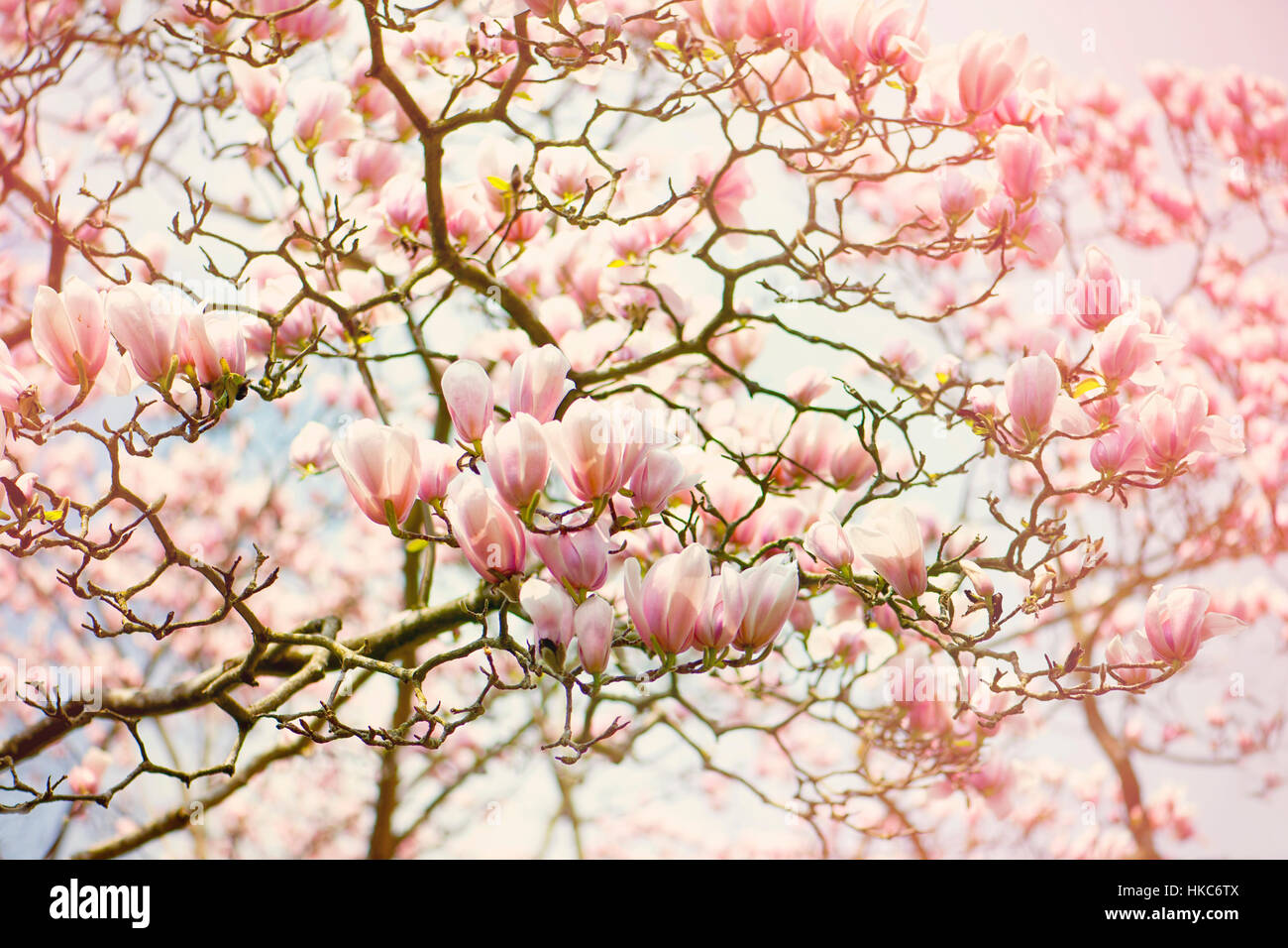 Die schönen Becher geformten rosafarbenen Blüten des Frühlings Magnolie, Aufnahme vor blauem Himmel mit weichen Tönen Stockfoto