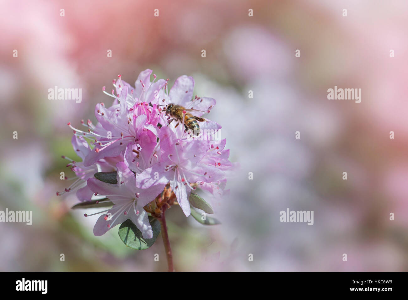 Blass rosa Rhododendron Blüte mit einer Biene, sammeln von Pollen, Aufnahme auf einem weichen Hintergrund. Stockfoto