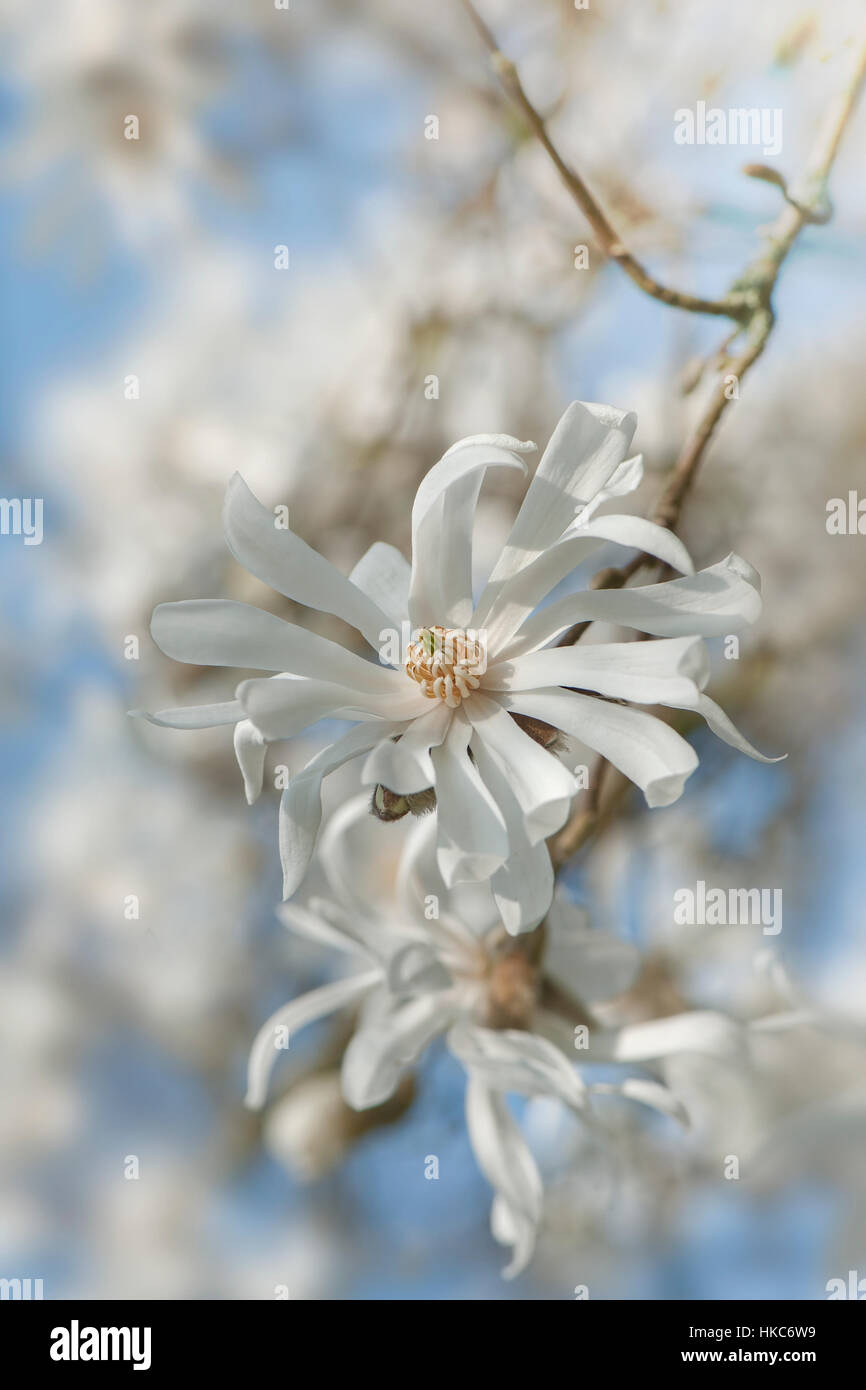 Die schönen weißen Frühlingsblumen von Magnolia Stellarta auch bekannt als der Stern-Magnolie Stockfoto
