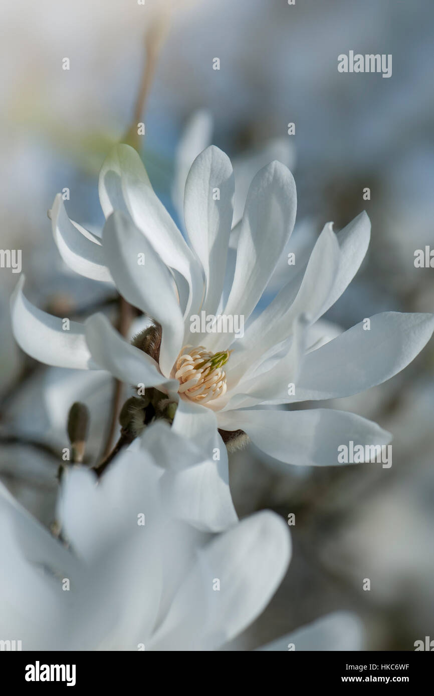 Die schöne weiße Feder Blume der Magnolia Stellarta auch bekannt als der Stern-Magnolie Stockfoto