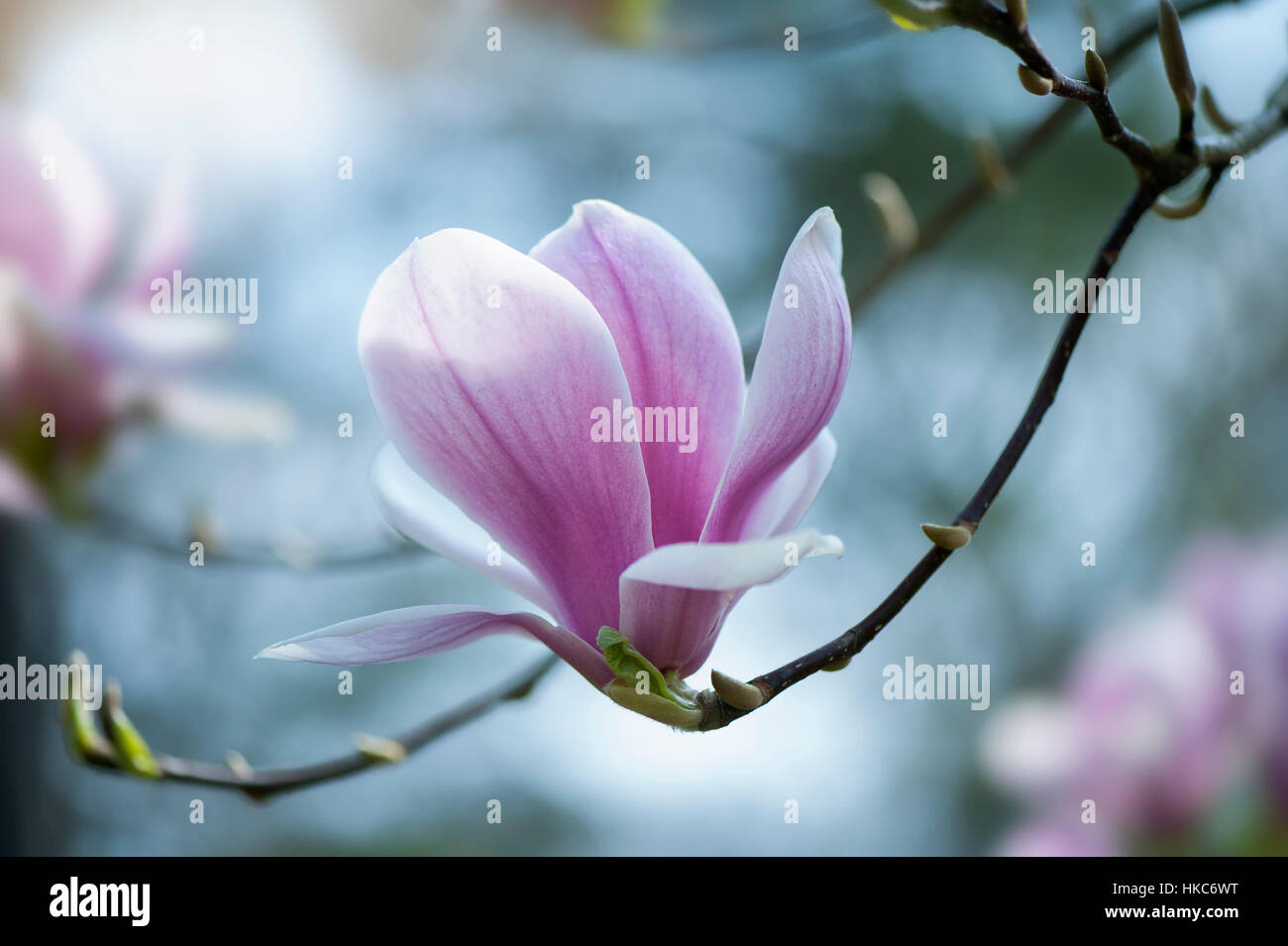 Die schöne rosa Feder Blume Magnolia "Tina Durio" Aufnahme in die weiche Frühlingssonne. Stockfoto