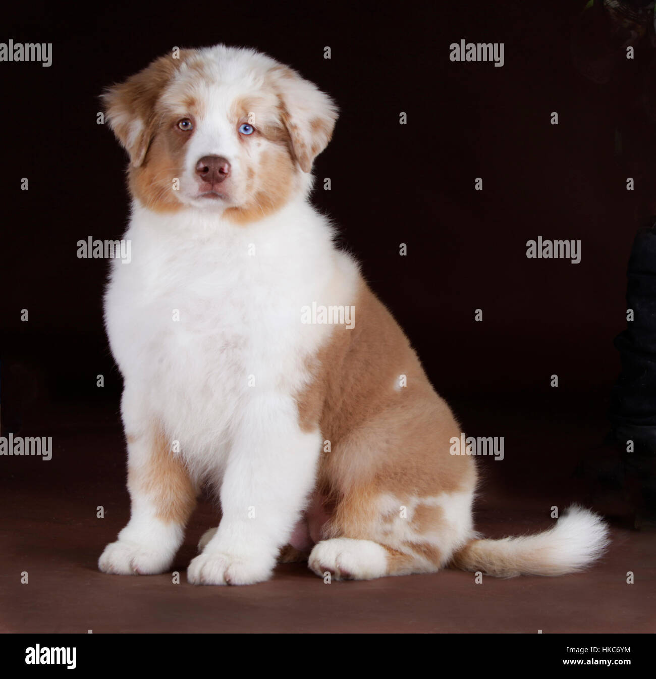 Australischer Schäferhund mit blauen und braunen Augen im studio Stockfoto