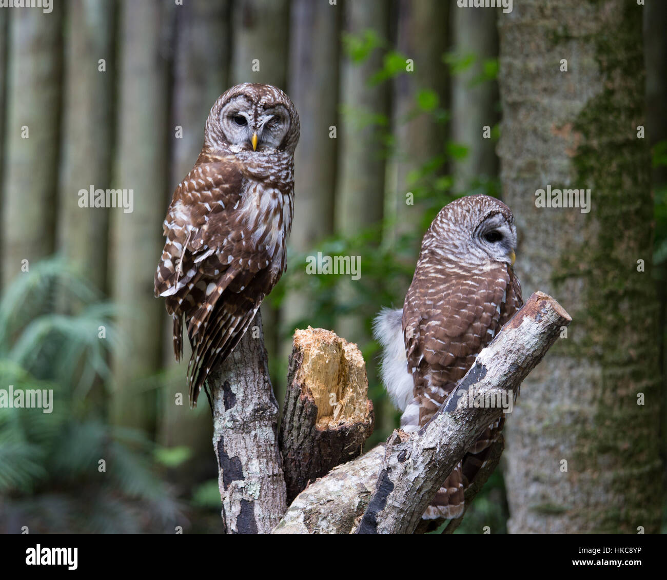 Barred Eulen Stockfoto