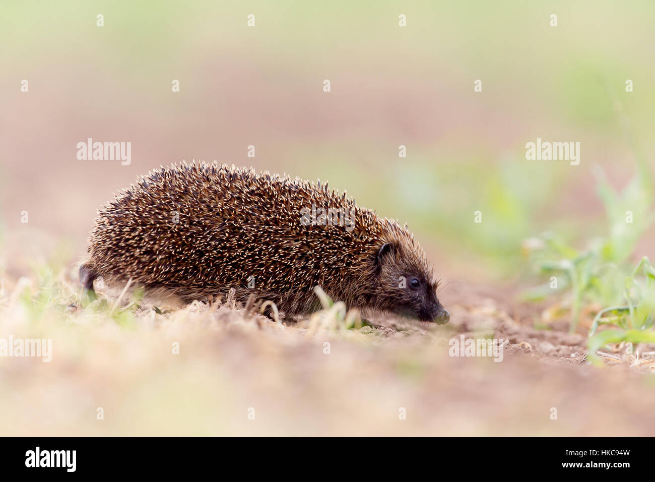 Süßer igel -Fotos und -Bildmaterial in hoher Auflösung – Alamy Süßer igel -Fotos und -Bildmaterial in hoher Auflösung – Alamy