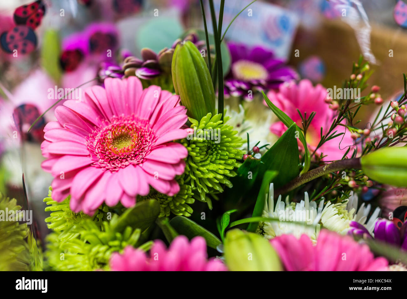 Makro Nahaufnahme rosa Gänseblümchen Blume Bouquet Stockfoto