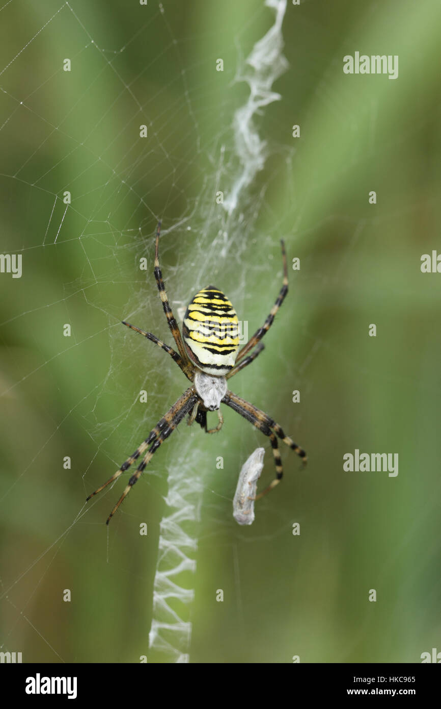 Wasp Spider (Argiope Bruennichi) - eine schwarz-gelb gestreiften Spinne in sein krauses Web hängen Stockfoto