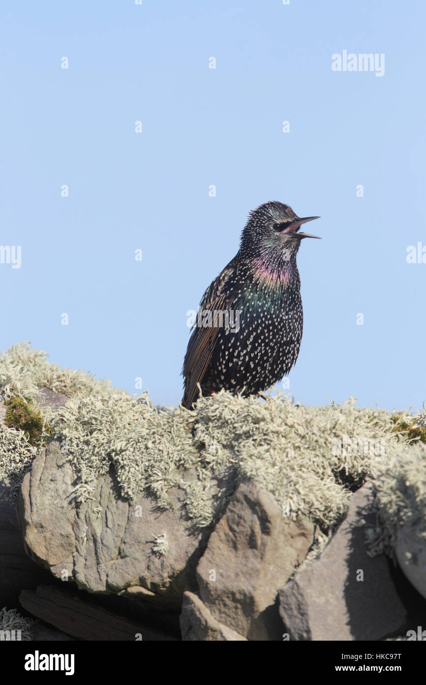 "Shetland" Star (Sturnus Vulgaris Zetlandicus) - ein Starling von Shetland Unterart Zetlandicus, gesungen von einer Felswand Stockfoto