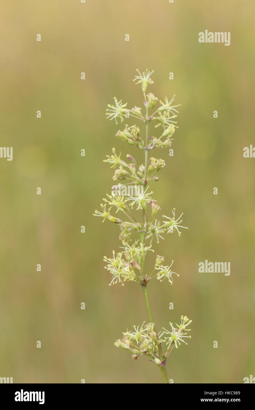 Spanisch-Leimkraut (Silene Otitiden), eine seltene Pflanze gestört, sandigen Böden in der Brecks East Anglia Stockfoto