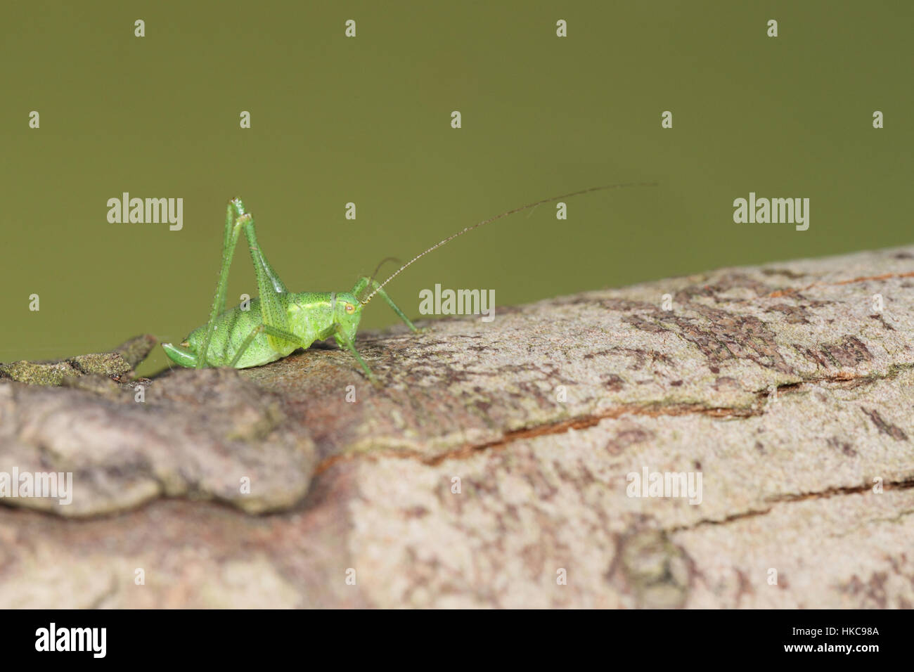Gesprenkelte Bush-Cricket (Leptophyes Punctatissima) - eine grüne Grille mit langen Antennen, thront auf einem Baumstamm in einem vorstädtischen Garten Stockfoto