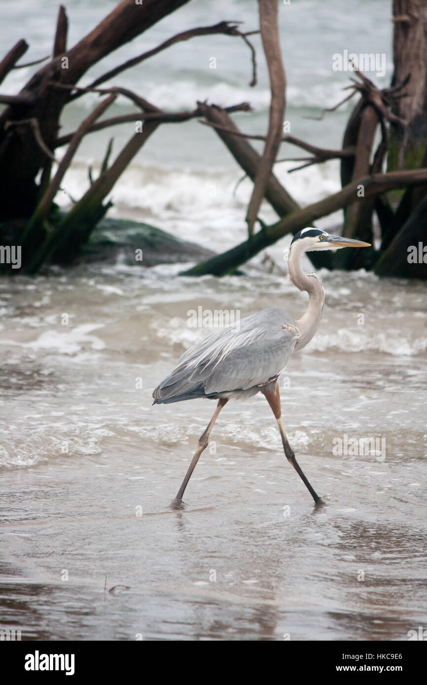 Great Blue Heron waten durch das Wasser in den Golf von Mexiko. Stockfoto