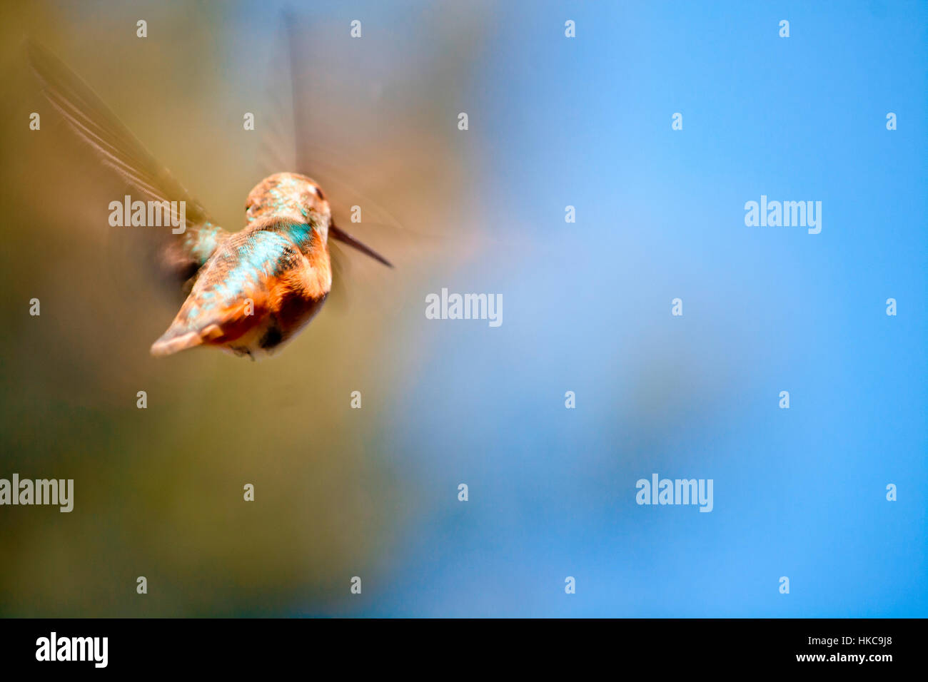 Ein Kolibri mit Flügeln, die so schnelllebig wie ein Weichzeichner werden durch die Luft fliegen. Stockfoto