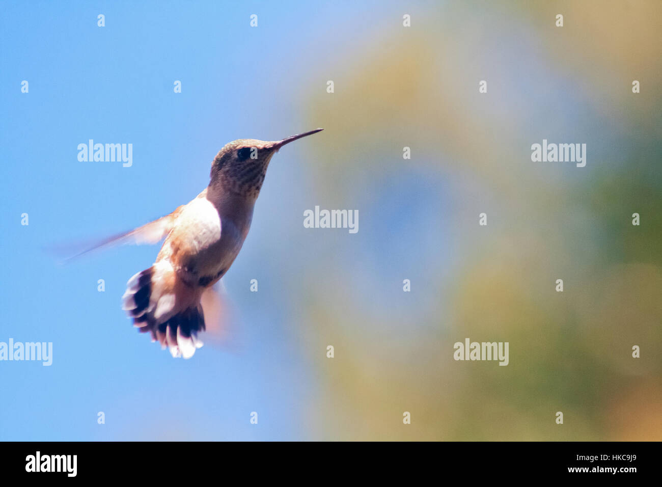 Ein Kolibri mit Flügeln, die so schnelllebig wie ein Weichzeichner werden durch die Luft fliegen. Stockfoto