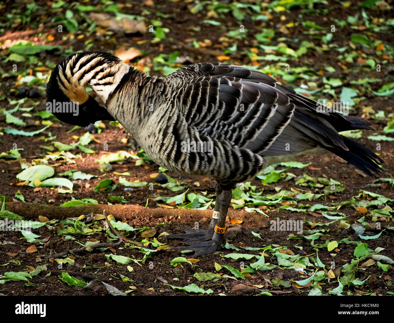 Die Nene Gans ist der Staatsvogel von Hawaii und derzeit in einem Vulnurable Zustand. Stockfoto