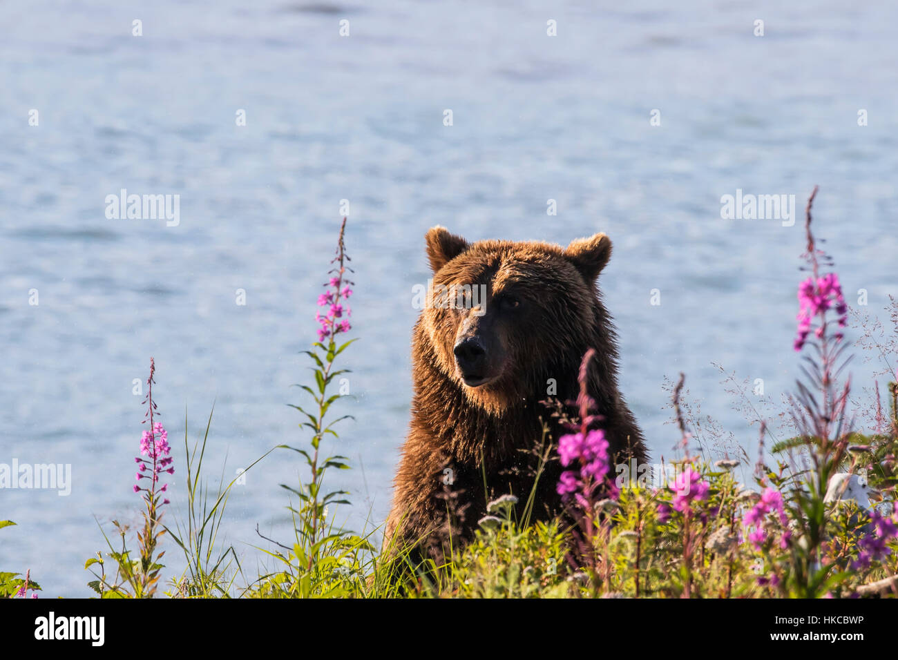 Grizzly bei Allison Punkt in der Nähe von Valdez und Dayville Road, Yunan Alaska, USA Stockfoto