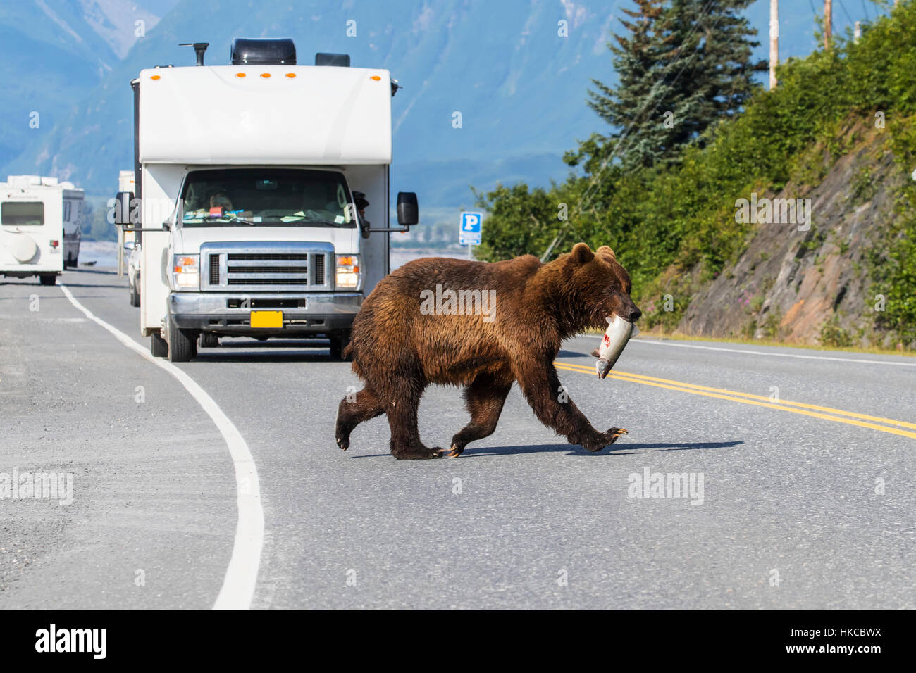 Brauner Bär mit einem frisch gefangenen Lachs kreuzt Dayville Straße an Allison Punkt in der Nähe von Valdez, Alaska, USA Yunan Stockfoto
