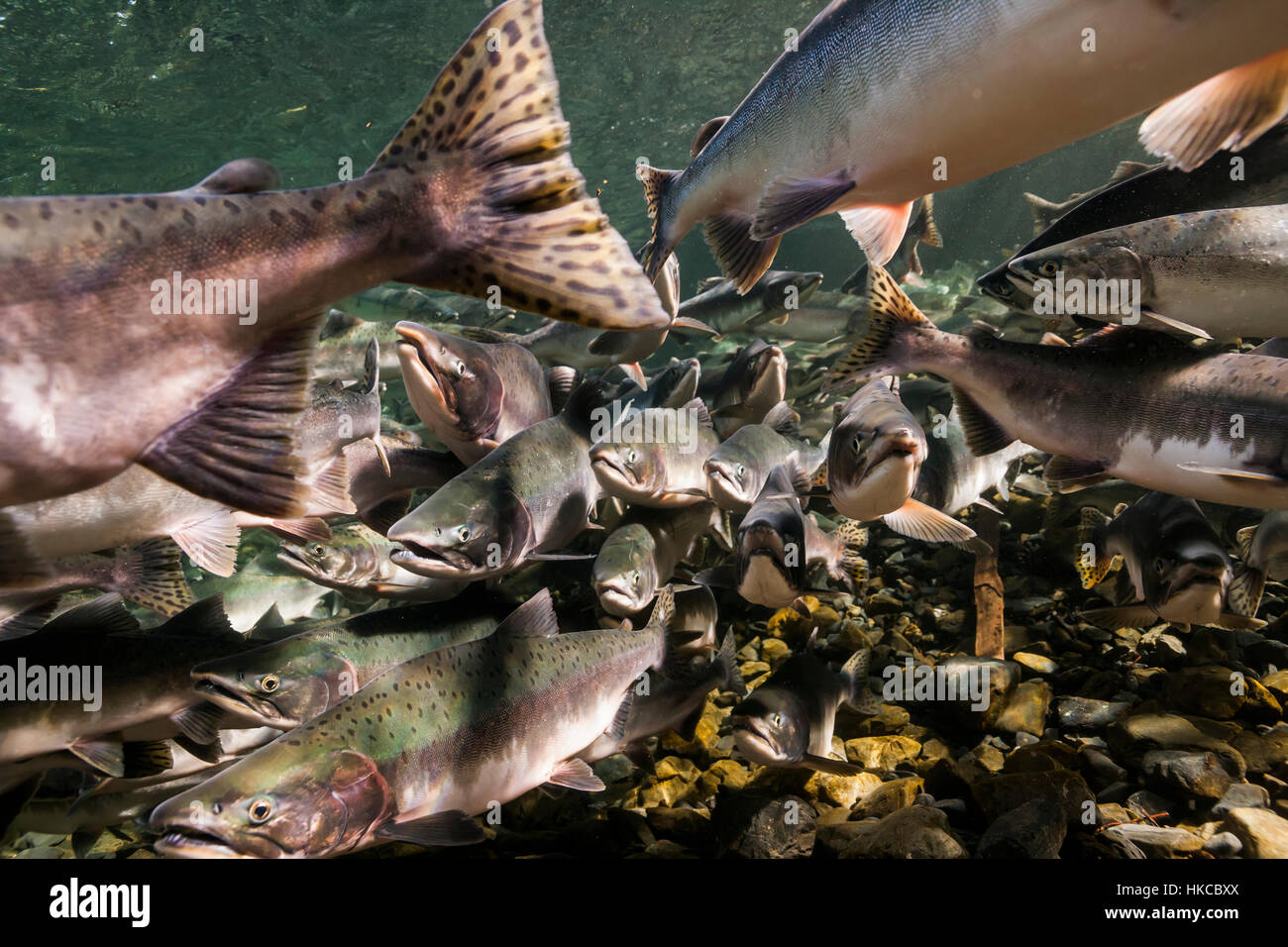 Unterwasser-Blick von Zugvögeln rosa Lachs in Hartney Creek in der Nähe von Cordova, Alaska im Sommer. Stockfoto