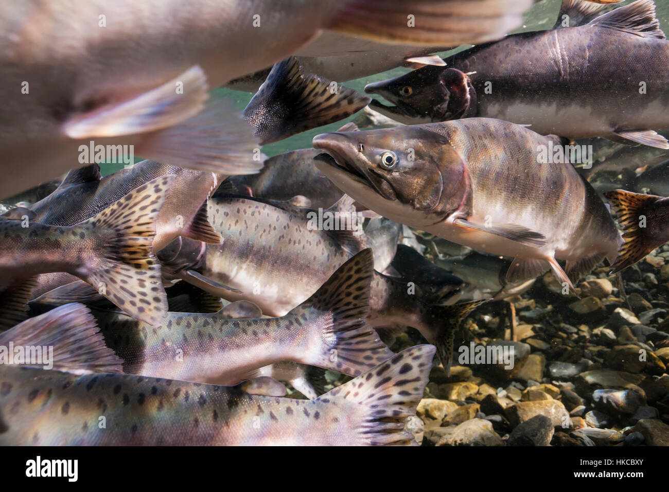 Unterwasser-Blick von Zugvögeln rosa Lachs in Hartney Creek in der Nähe von Cordova, Alaska im Sommer. Stockfoto