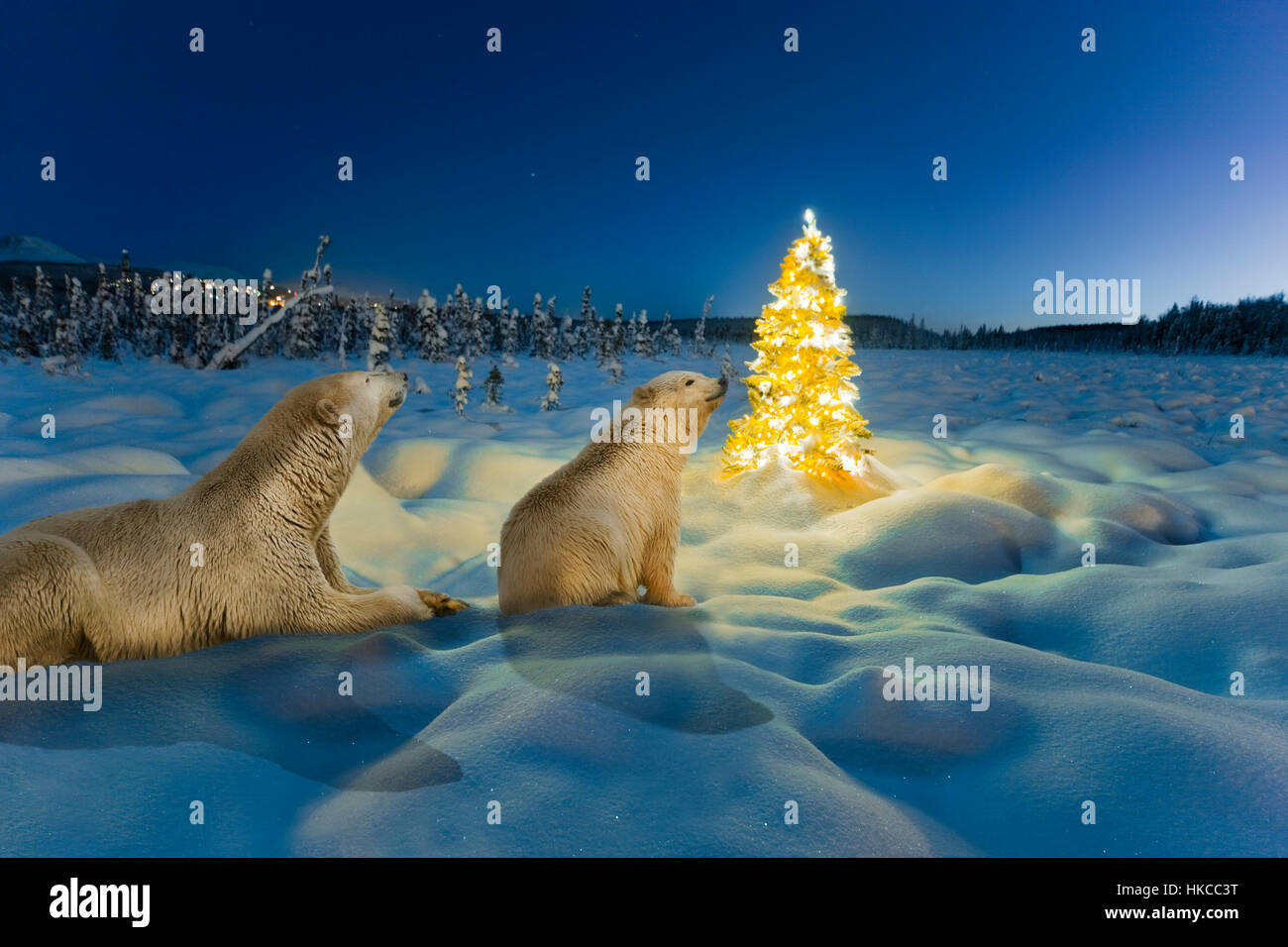 Composite Eisbär Sau Und Cub Und Weihnachtsbaum Auf Schneebedeckten Tundra In Der Dämmerung, Fichte Wald Und Chugach Mountains Im Hintergrund, Wint... Stockfoto