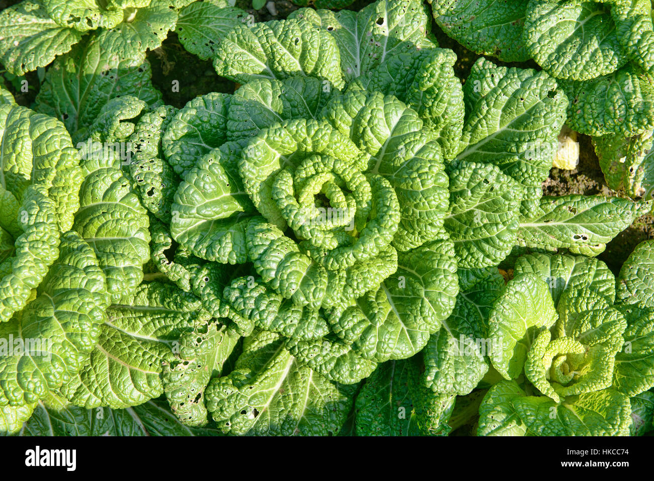 Bok Choy wachsen in den Gärten von Xidi Dorf, Anhui, China Stockfoto