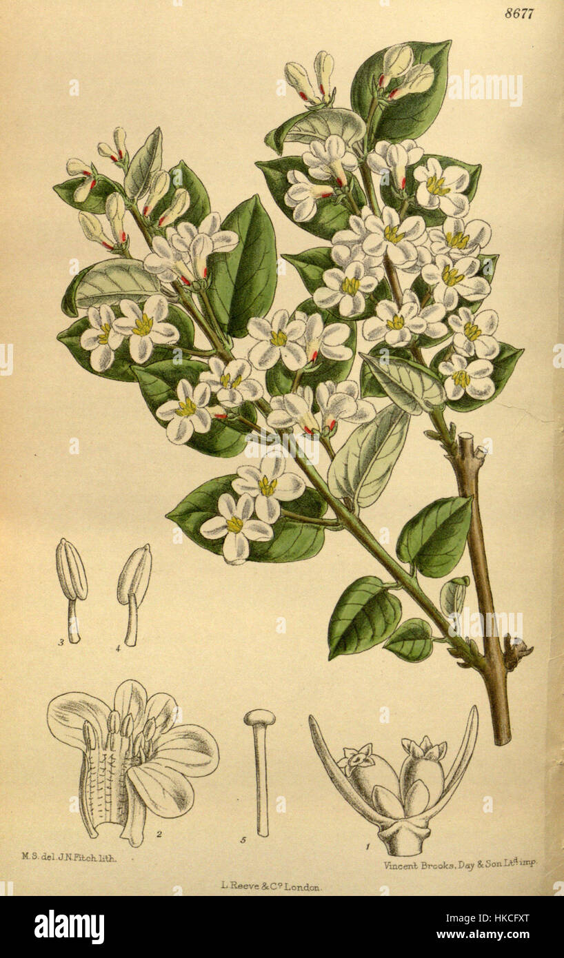 Dieses botanische Gemälde zeigt Lonicera tatarica, allgemein bekannt als die Tartarische Geißblatt. Das Bild zeigt die charakteristischen Blüten und Blätter der Pflanze, die typisch für die Art sind. Stockfoto