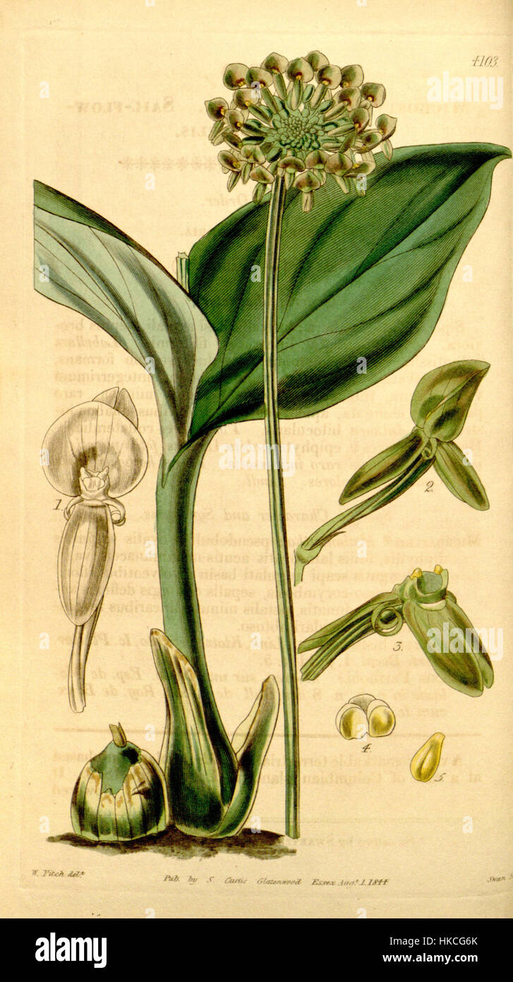 Diese botanische Illustration von Curtis zeigt die Malaxis histionantha Pflanze, die früher als Microstylis histionantha bekannt war, und hebt ihre einzigartigen Eigenschaften und ihre detaillierte Struktur hervor. Stockfoto