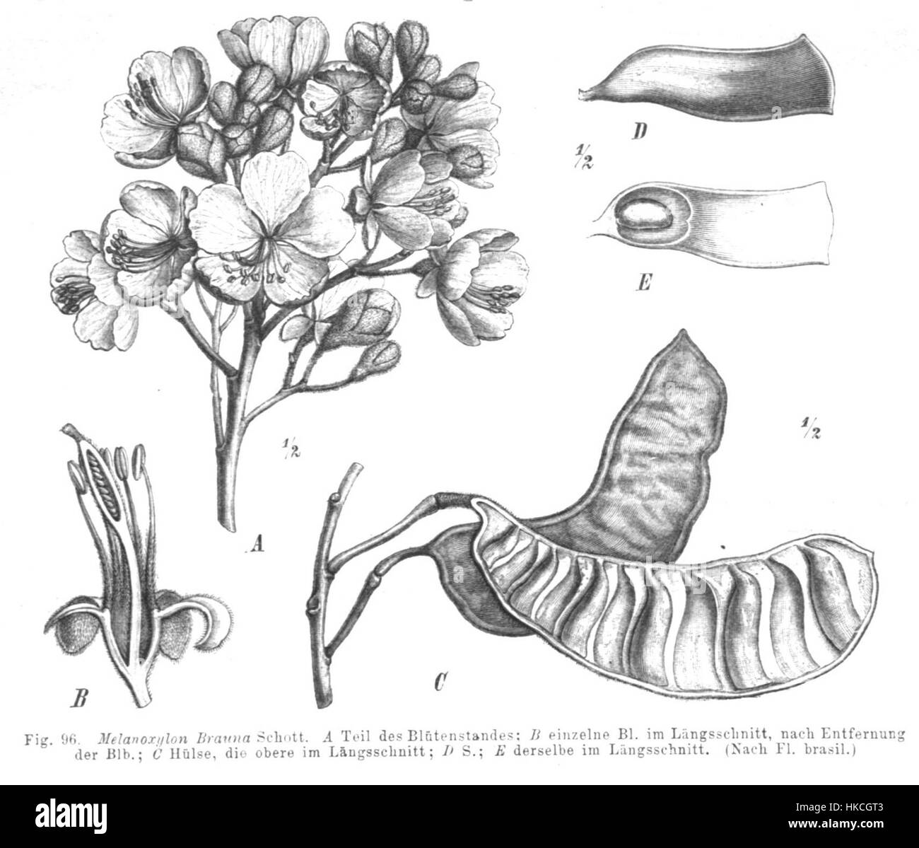 Diese botanische Illustration zeigt die Art Melanoxylum brauna, die für ihr unverwechselbares Aussehen bekannt ist. Die Abbildung zeigt die Merkmale der Pflanze und ihre Bedeutung für die botanische Forschung und die Naturgeschichte. Stockfoto