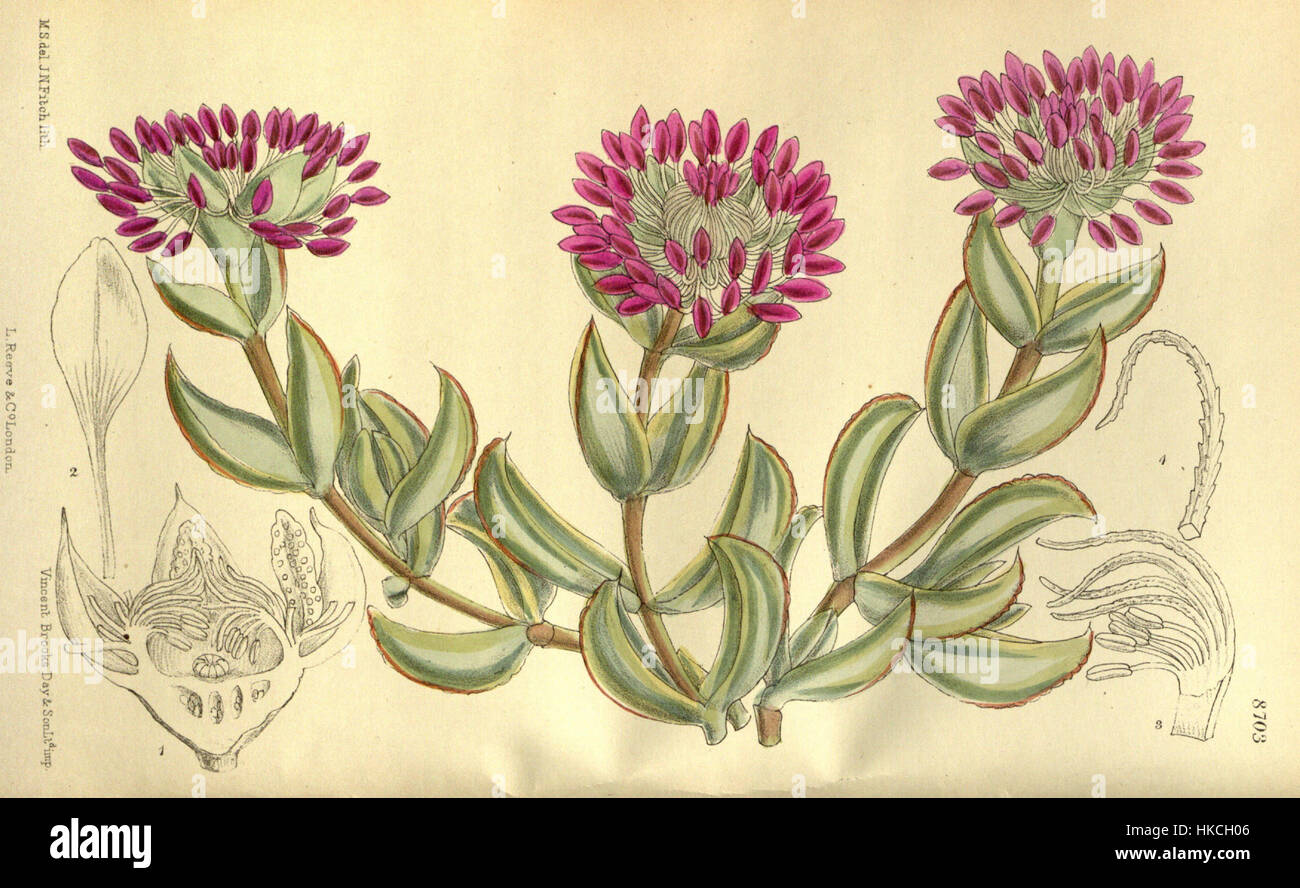 Diese botanische Illustration von *Mesembryanthemum pillansii* zeigt die einzigartigen Eigenschaften der Pflanze und hebt ihre Blüten und Blätter mit Präzision hervor, ein typisches Beispiel detaillierter botanischer Kunst. Stockfoto