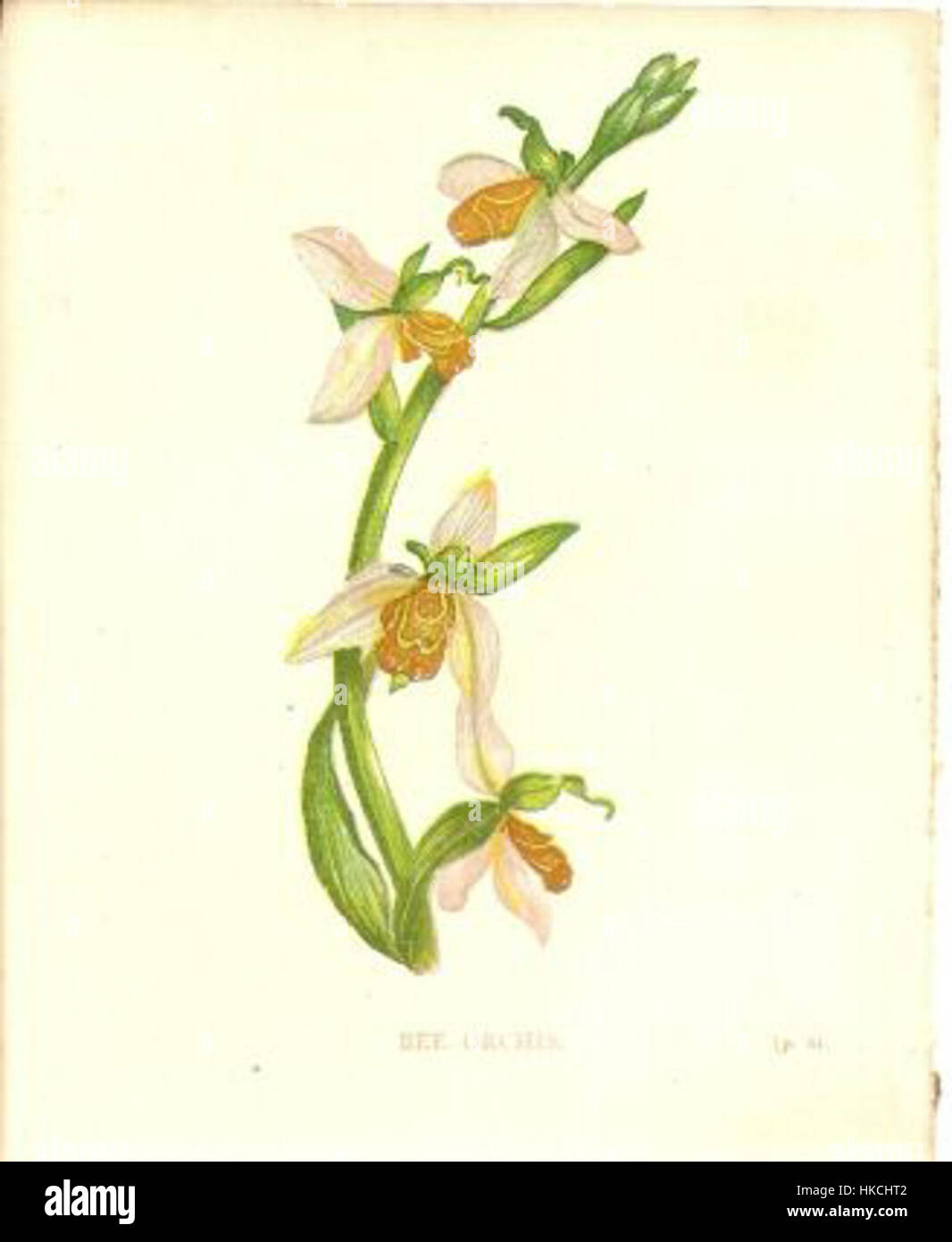 AnnePrattBeeOrchid Stockfoto