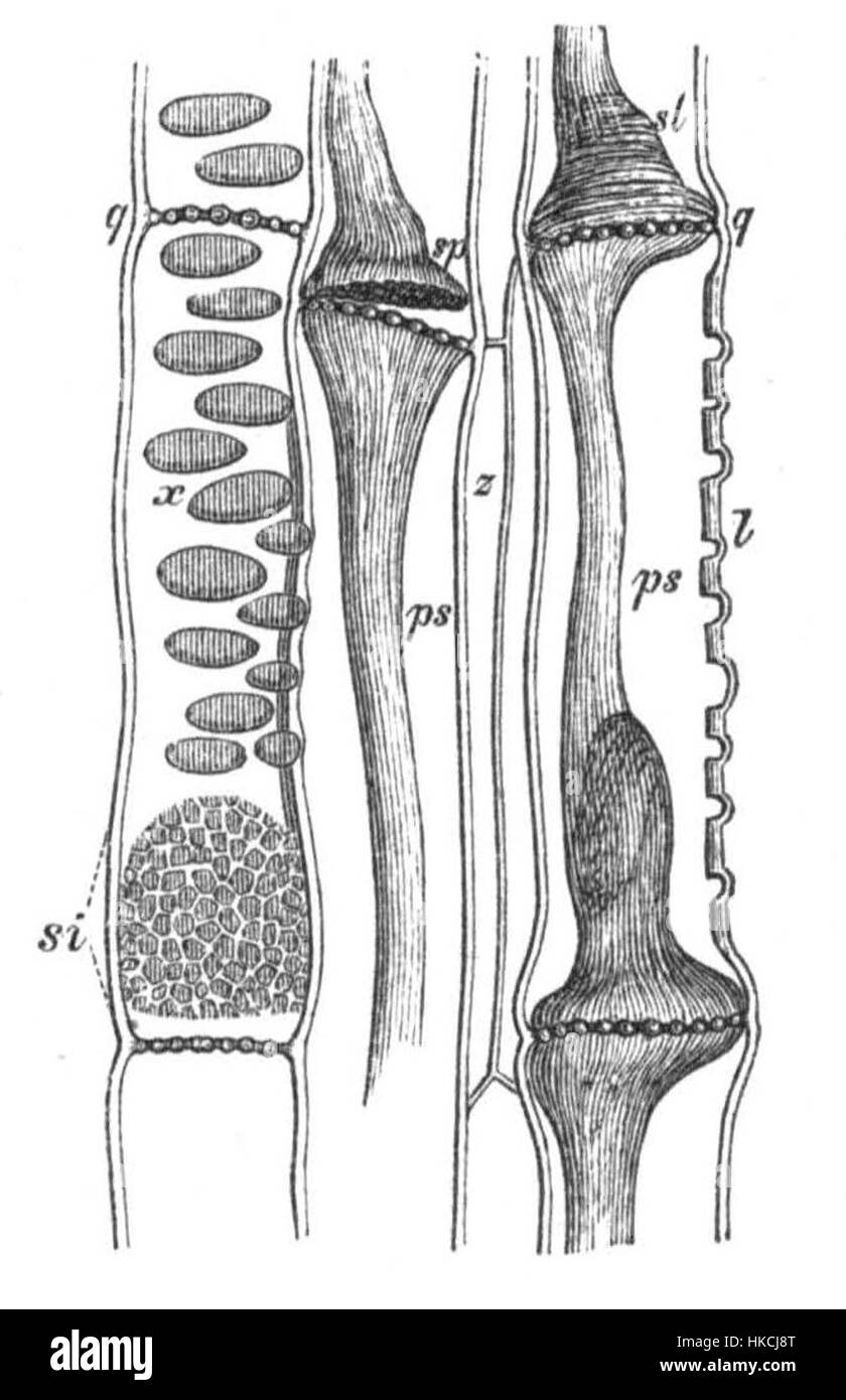Diese wissenschaftliche Illustration zeigt die Phloemstruktur von Cucurbita pepo, einer Kürbisart, und ihre Funktion in der Pflanzenbiologie. Das Diagramm ist ein Verweis auf die Arbeit von Sachs in der Pflanzenphysiologie. Stockfoto