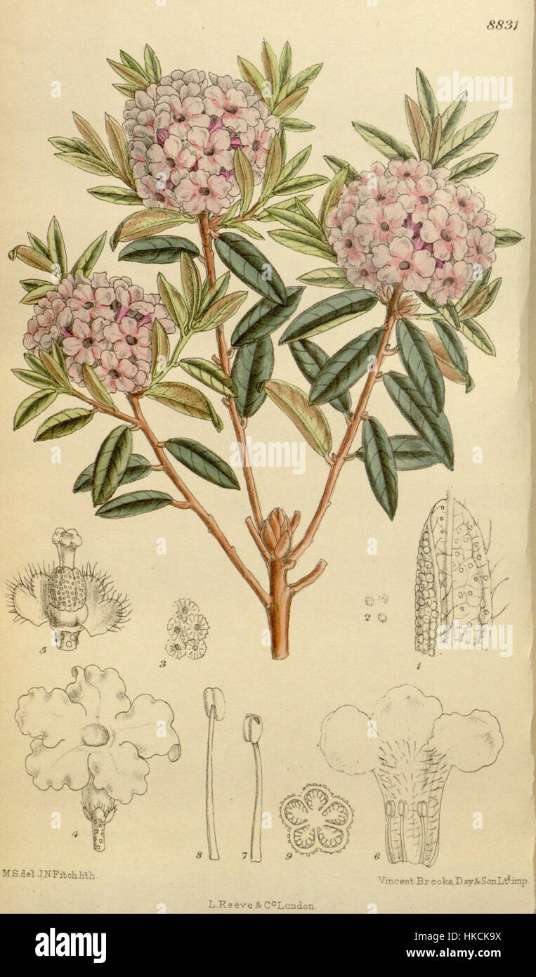 Diese botanische Illustration zeigt die Rhododendronledoiden, eine Pflanzenart, die für ihre lebendigen Blüten bekannt ist. Die detaillierte Zeichnung hebt ihre botanischen Eigenschaften hervor. Stockfoto
