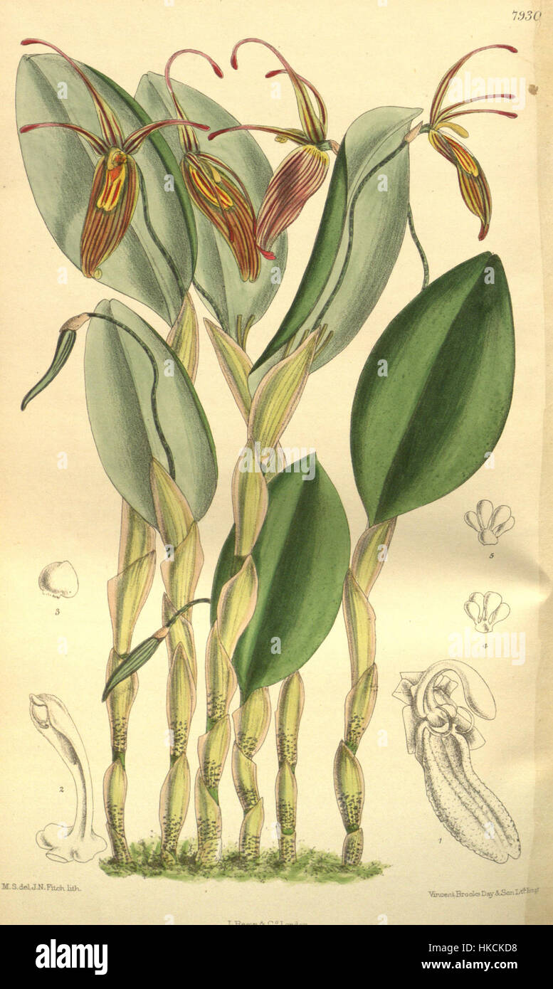 *Restrepia antennifera* aus *Curtis' Botanical Magazine* (1903) ist eine Illustration einer einzigartigen Orchideenart. Das Stück spiegelt den detaillierten botanischen Stil des frühen 20. Jahrhunderts wider. Stockfoto