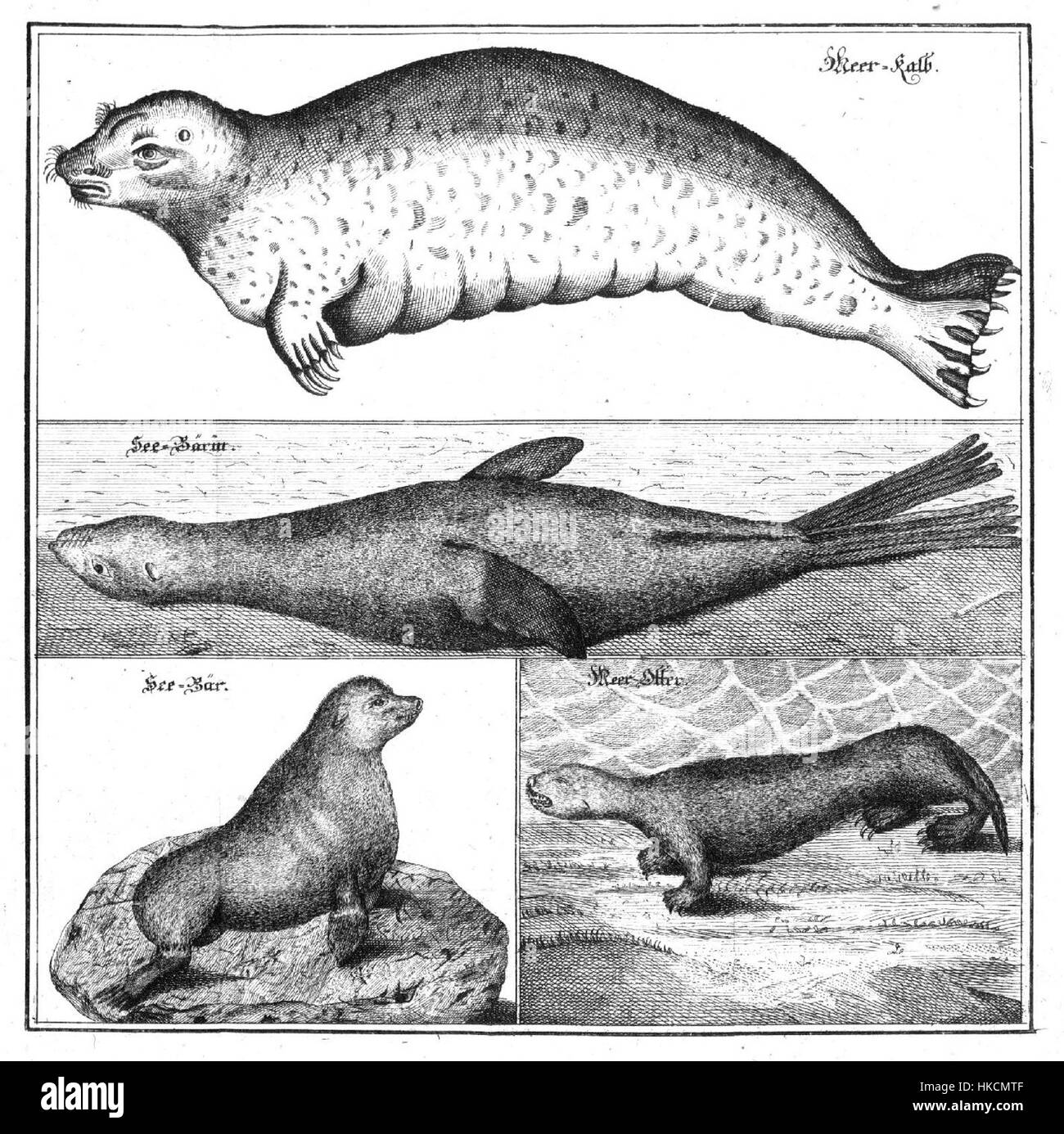 Dieses Kunstwerk ist eine Illustration aus der „Beschreibung von sonderbaren Meerthieren“, die die Meereslebewesen von Steller darstellt. Die Arbeit zeigt die Flora und Fauna der Ozeane und bietet wissenschaftliche Einblicke in die frühe Meeresbiologie. Stockfoto