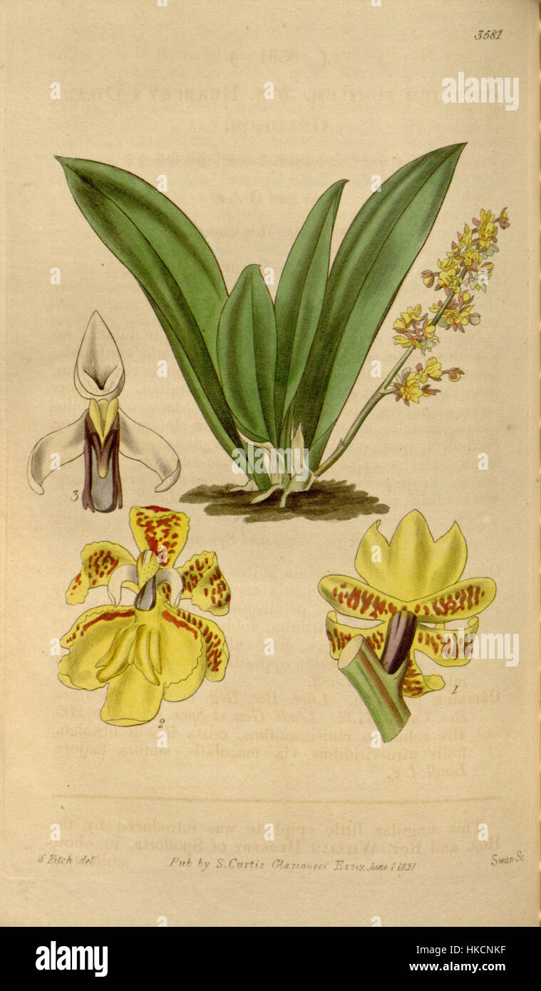 Diese botanische Illustration von Curtis, die 1837 entstand, zeigt Trichocentrum pumilum (früher Oncidium pumilum), eine Orchideenart. Das Werk unterstreicht die zarte Natur dieser Blume und zeigt ihre detaillierten Merkmale und leuchtenden Farben. Stockfoto