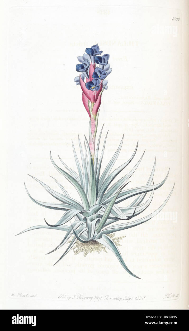 Tillandsia Stricta Edwards Bd. 16 (1830) pl. 1338 Stockfoto