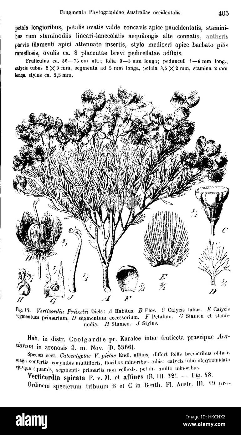 Verticordia pritzeliana, auch bekannt als Verticordia pritzel, ist in dieser botanischen Illustration dargestellt, die die einzigartige Blumenanordnung und Struktur der Pflanze zeigt. Das Werk greift seine Besonderheiten auf und trägt zum umfassenderen Verständnis von Pflanzenarten in der botanischen Kunst bei. Stockfoto