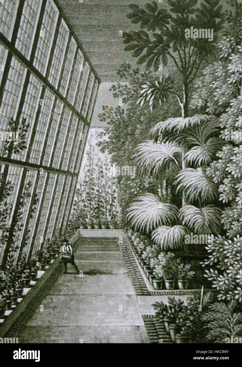 Dieser Stich aus der Zeit um 1800 zeigt ein Palmenhaus, eine botanische Struktur, die für den tropischen Pflanzenanbau konzipiert wurde. Das Bild spiegelt das Interesse des frühen 19. Jahrhunderts an exotischen Pflanzen und die Entwicklung botanischer Gärten wider. Stockfoto