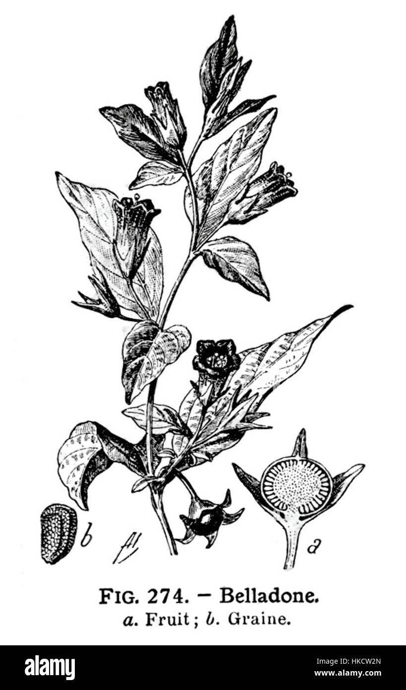 *Belladone* von *Larousse Medical* ist eine medizinische Vintage-Illustration, die die toxische Pflanze *Belladonna* zeigt. Das Stück hebt die detaillierte Anatomie der Pflanze und ihre Verwendung in der historischen Medizin hervor, die oft mit ihren gefährlichen Eigenschaften zusammenhängt. Stockfoto