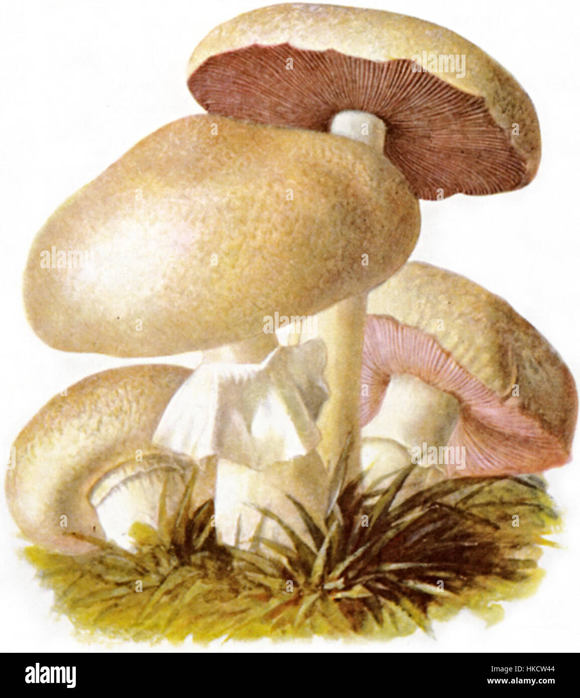 „Wiesenchampignon 1“ ist ein detailgetreues Gemälde von Wildpilzen, das die natürliche Schönheit und die feinen Details des Motivs in den Mittelpunkt stellt. Die Aufmerksamkeit des Künstlers auf Textur und Form unterstreicht die zarte und komplizierte Natur der Pilze in ihrer natürlichen Umgebung. Stockfoto