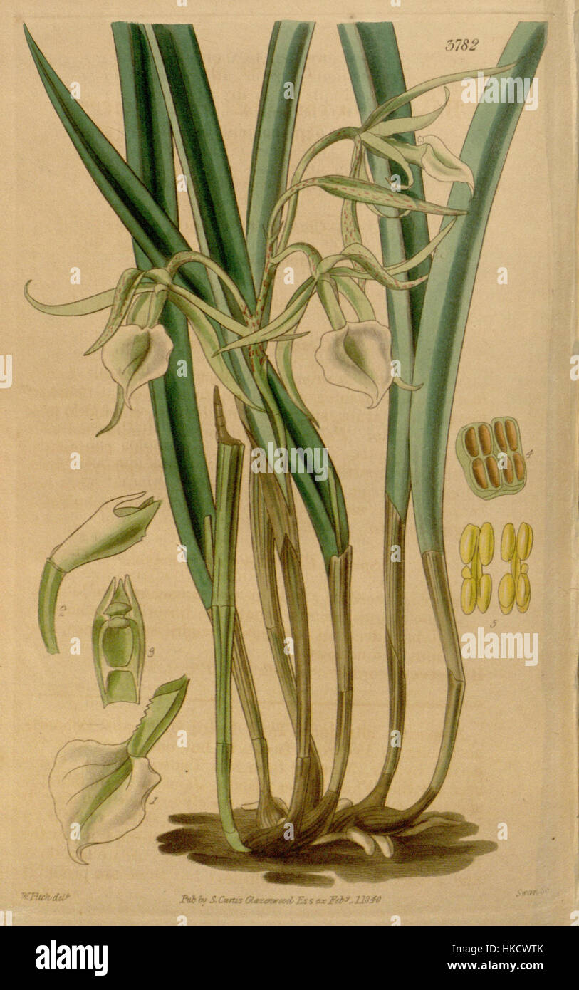 Brassavola subulifolia, 1840 im Botanical Magazine von Curtis illustriert, ist eine Orchideenart. Dieses Kunstwerk fängt die Details der Blume ein und zeigt die Schönheit und Komplexität der botanischen Illustrationen aus dem 19. Jahrhundert. Stockfoto